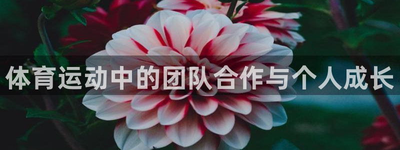 杏悦24平台